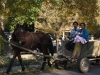paard en wagen